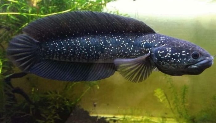 Vì sao nhiều người lựa chọn nuôi cá lóc trân châu đen