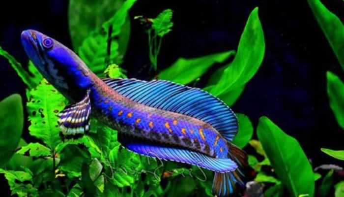 Yêu cầu về môi trường sinh thái sinh sống cá lóc bông kiểng