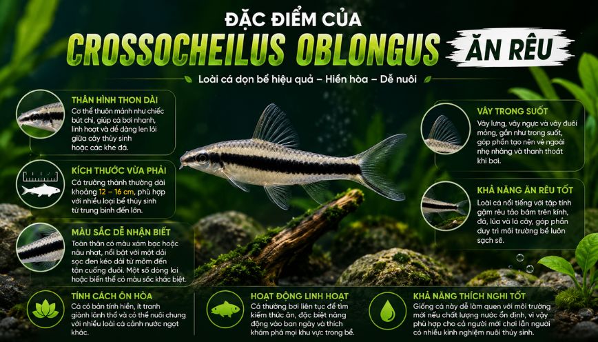 Đặc điểm của Crossocheilus oblongus ăn rêu