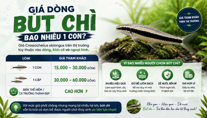 Giá dòng bút chì bao nhiêu 1 con?