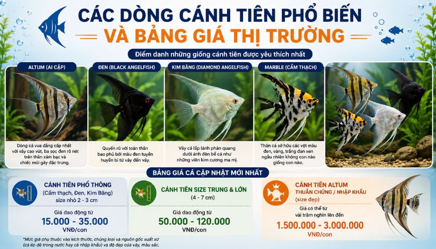 Các dòng cánh tiên phổ biến và bảng giá thị trường