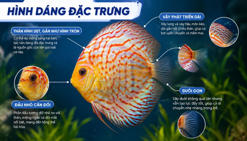 Hình dáng đặc trưng
