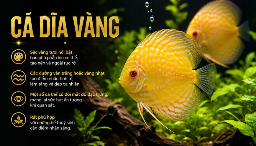 Dĩa Vàng nổi bật với sắc vàng tươi bao phủ phần lớn cơ thể