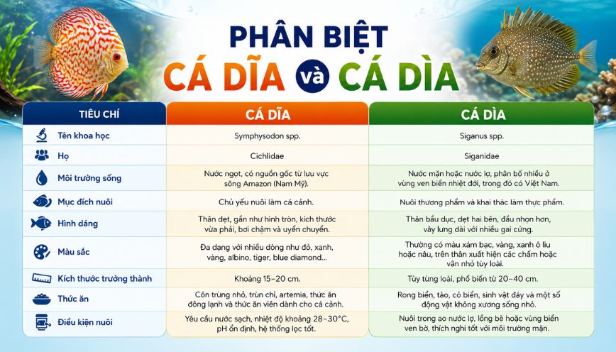 Phân biệt cá dĩa và cá dìa