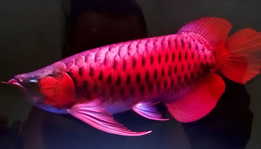 Kinh nghiệm quan sát vảy cá rồng huyết long
