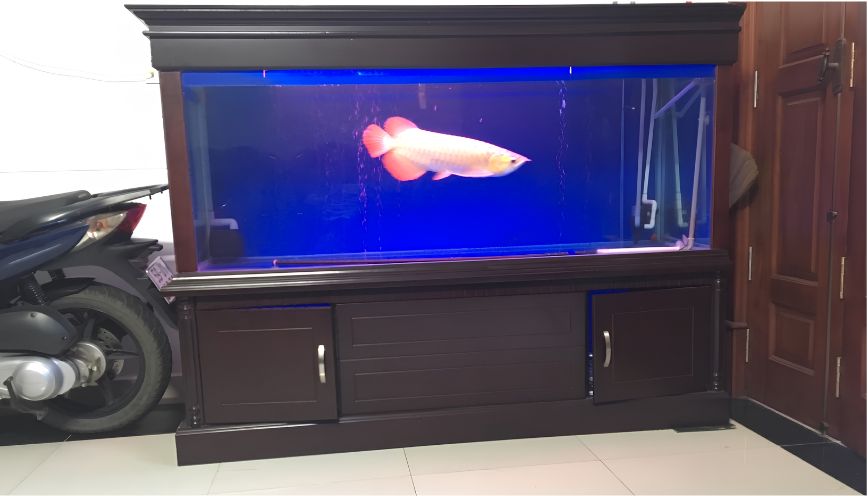 Chuẩn bị bể nuôi đạt tiêu chuẩn