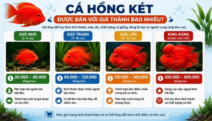 Cá hồng két được bán với giá thành bao nhiêu?
