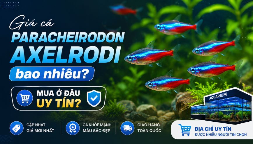 Giá cá Paracheirodon axelrodi bao nhiêu? Mua ở đâu uy tín?