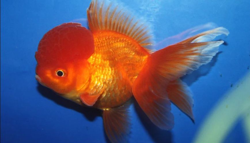 Nguồn gốc xuất xứ và đặc điểm hình thái của Oranda