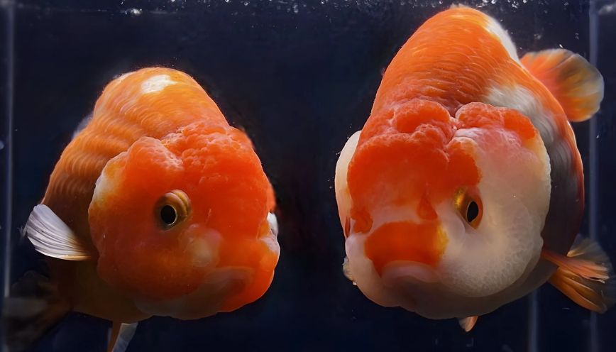 Bí quyết nuôi Oranda lớn nhanh, bướu to và màu đẹp