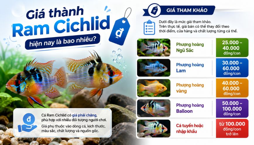Giá thành Ram Cichlid hiện nay là bao nhiêu?