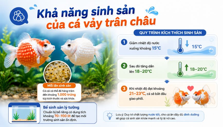 Khả năng sinh sản của cá vảy trân châu