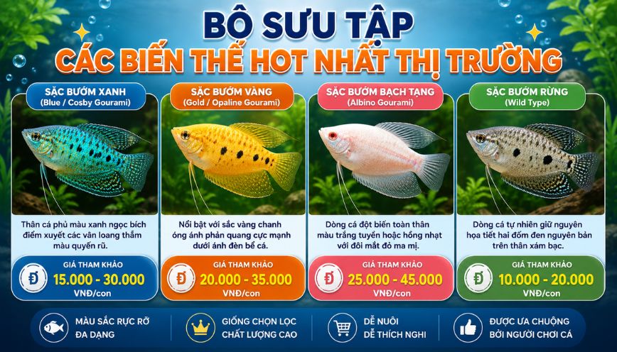 Bộ sưu tập các biến thể hot nhất thị trường