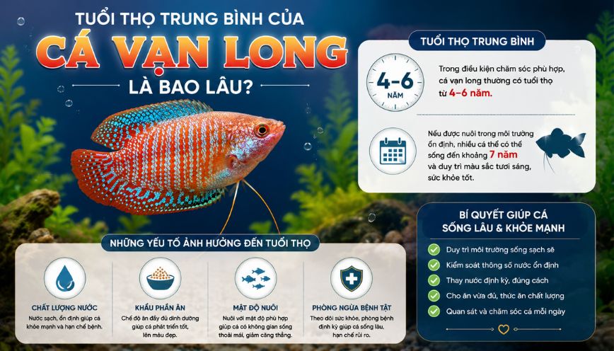 Tuổi thọ trung bình của cá vạn long là bao lâu?