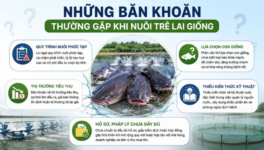 Những băn khoăn thường gặp khi nuôi trê lai giống