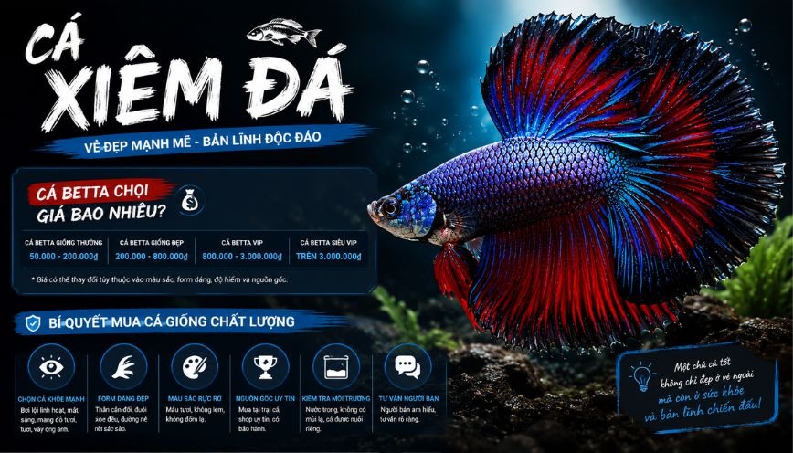 Cá Betta chọi giá bao nhiêu? Bí quyết mua cá giống chất lượng