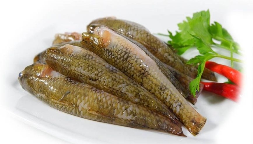 Phân loại 4 loại cá bống cát với đặc điểm riêng