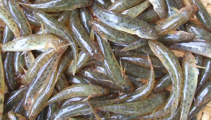 Món ngon chế biến từ cá bống cát