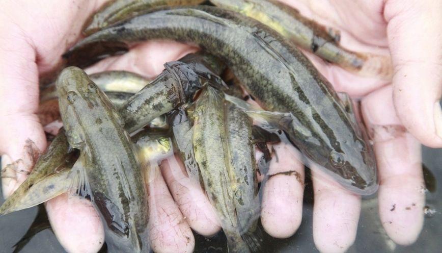 Kinh nghiệm chọn mua và sơ chế