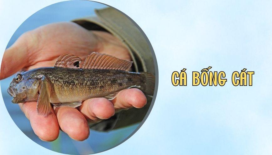 Cá bống cát