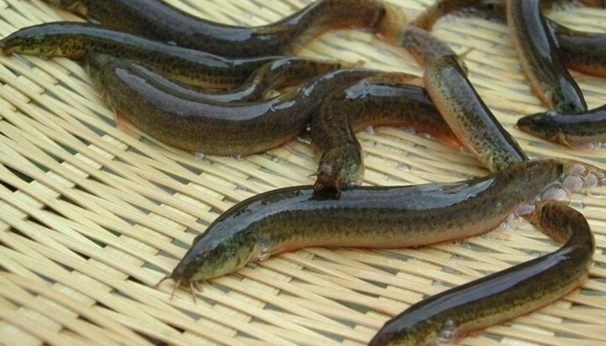 Cá chạch bông: Đặc sản thân hoa văn đậm vị quê nhà