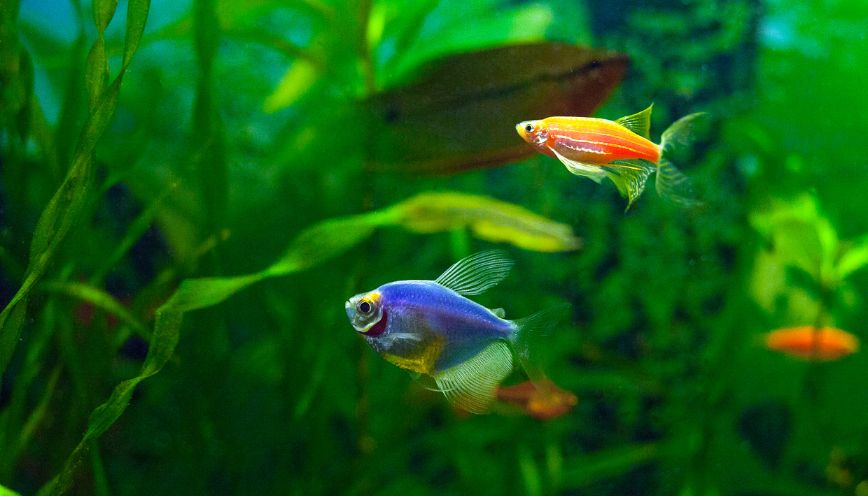 Môi trường bể nuôi cá dạ quang tiêu chuẩn