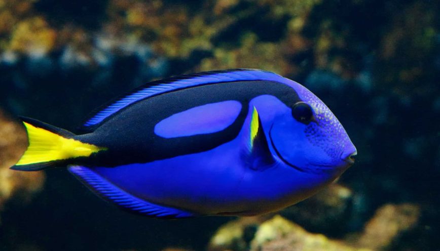 Đặc điểm nhận biết cá dory trong tự nhiên