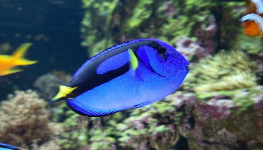 Lưu ý khi bắt đầu nuôi cá dory cần biết