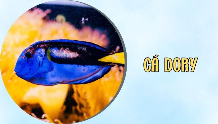 Cá dory
