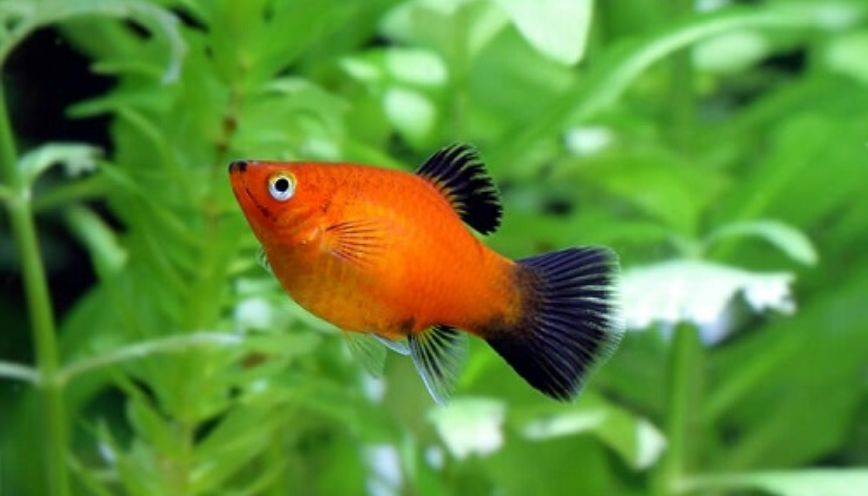 Tổng hợp các loại cá hà lan trên thị trường