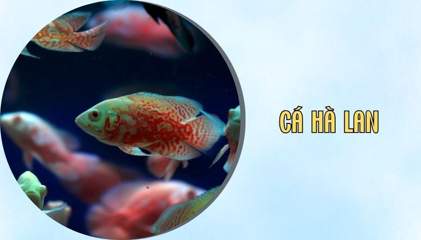 ​Cá hà lan