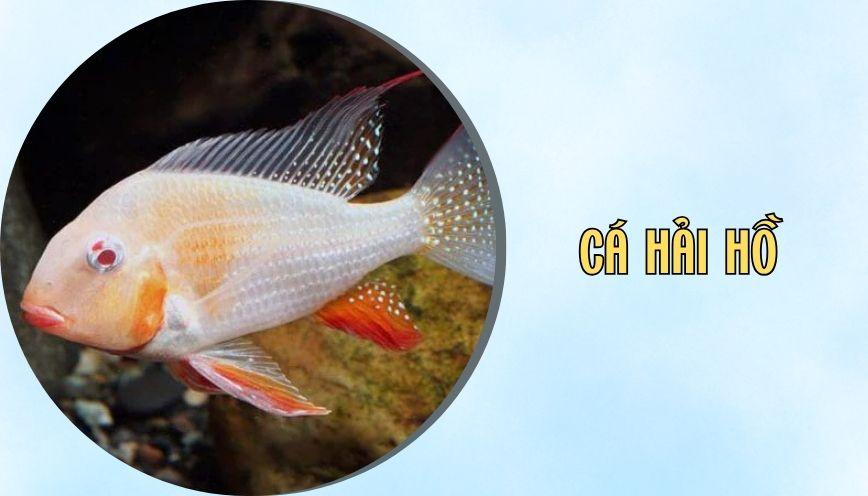 ​Cá hải hồ