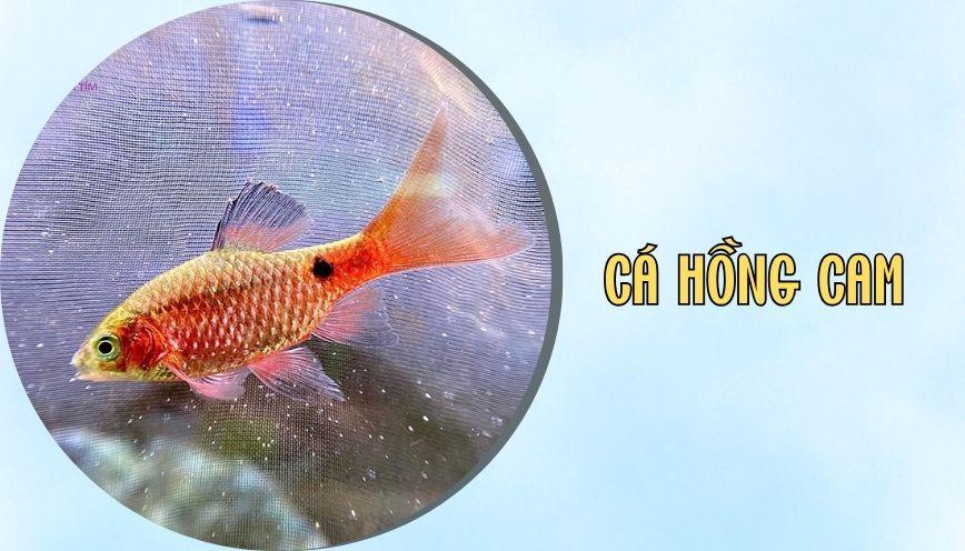 ​Cá hồng cam