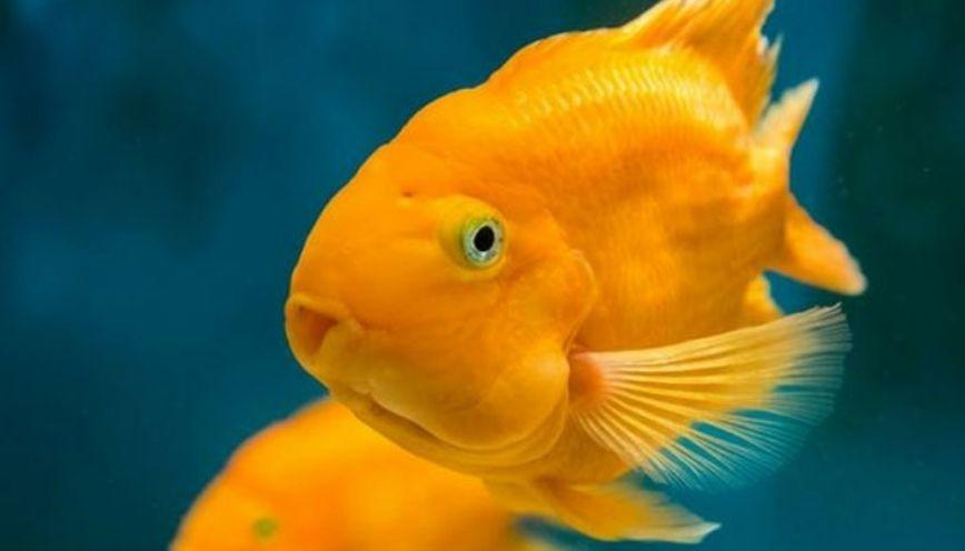 Cá huyết anh vũ: Sắc đỏ may mắn trong hồ cảnh đẹp