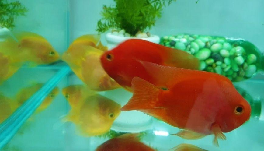 Bí quyết nuôi cá lên màu đẹp cho người mới