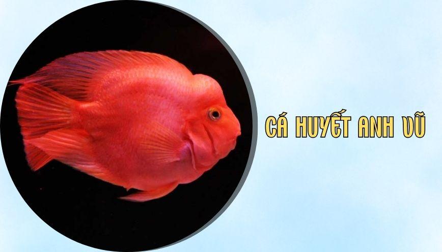 Cá huyết anh vũ