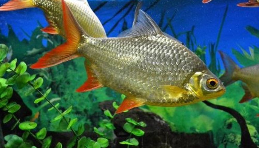 Điều kiện tiêu chuẩn hồ nuôi cảnh tại nhà