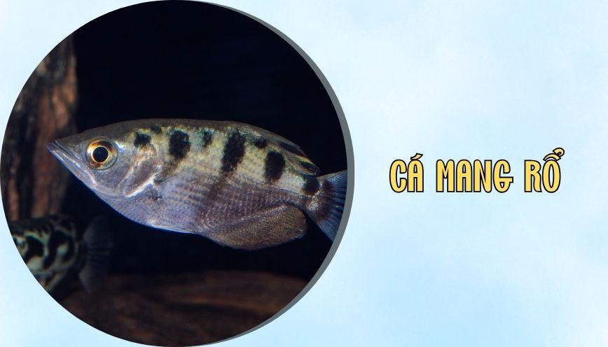 ​Cá mang rổ