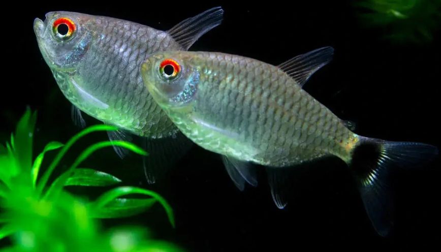 Đặc điểm nhận biết cá ngân bình