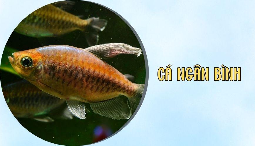 ​Cá ngân bình