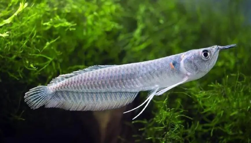 Nguồn gốc của giống ngân long