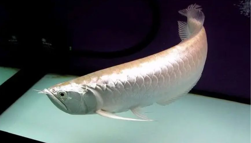 Đặc điểm ngoại hình cá rồng ngân long