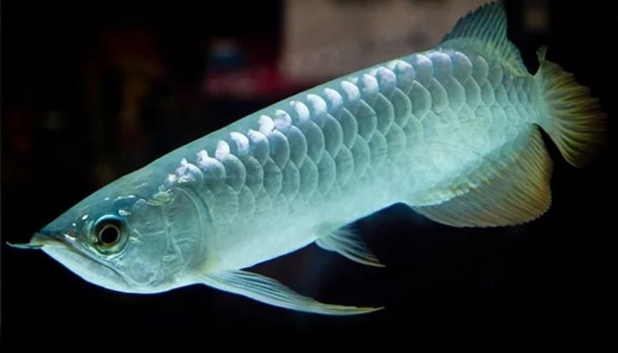 Hướng dẫn cách nuôi ngân long