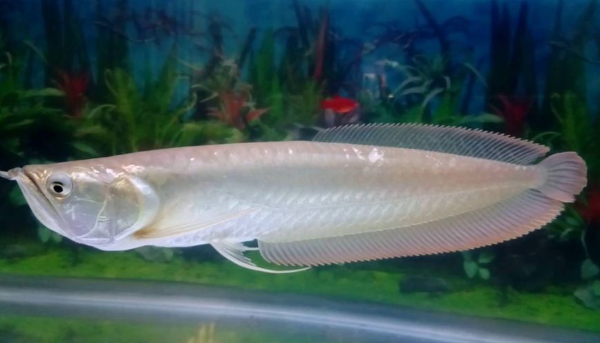 Ý nghĩa phong thủy của cá rồng ngân long
