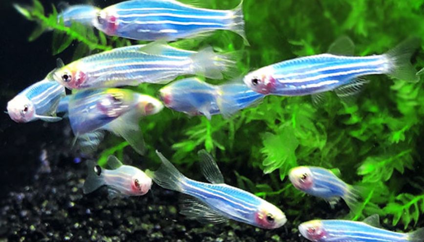 Giải đáp thắc mắc dành cho người mới nuôi