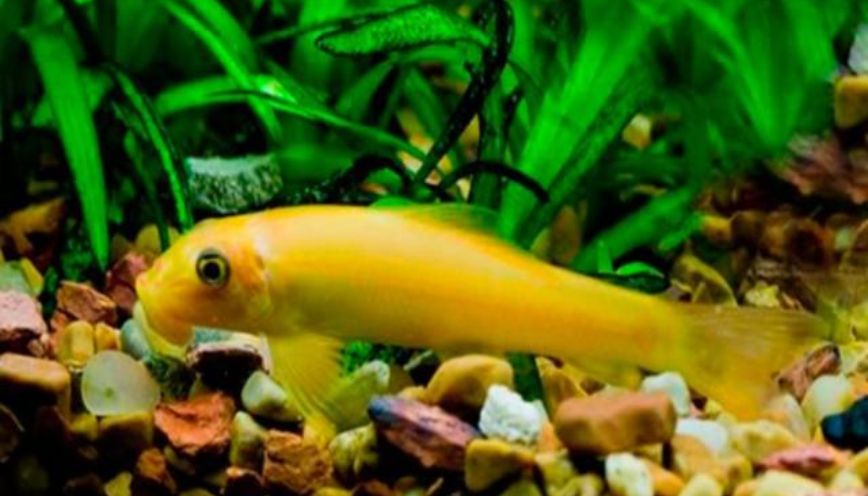 Cá nô lệ: “Chiến thần” mút rong chăm chỉ trong bể cảnh