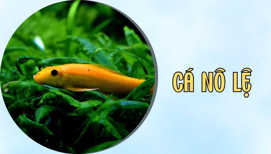 Cá nô lệ