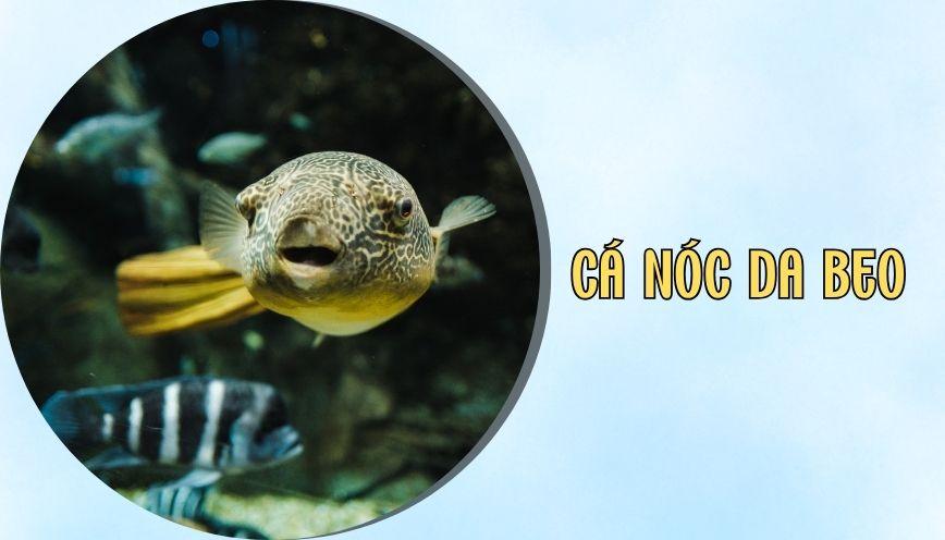 ​Cá nóc da beo