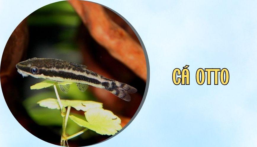 Cá otto