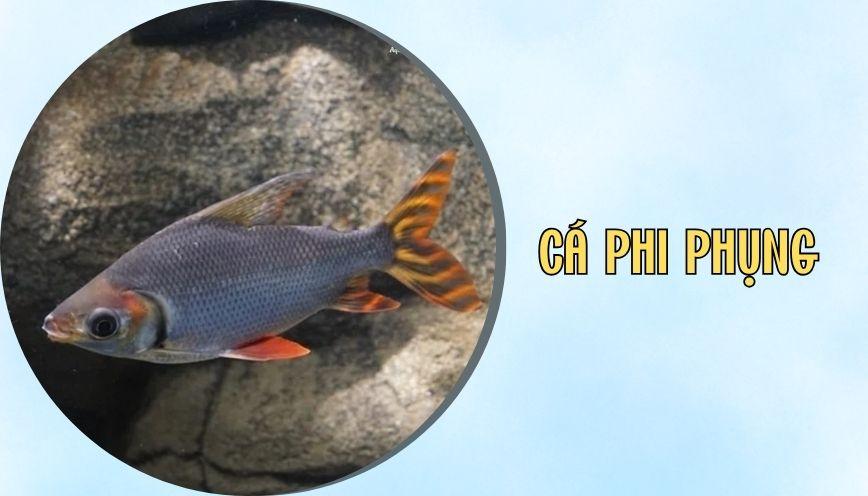 ​Cá phi phụng